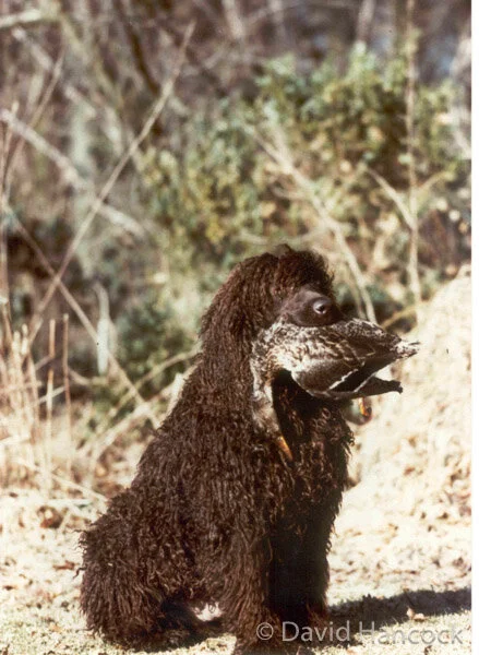 Tweed water online spaniel extinct